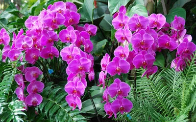 Смотреть «Черная орхидея» в хорошем качестве онлайн на сайте PREMIER.ONE