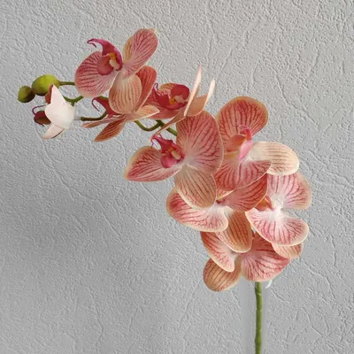 Как создать субстрат для орхидей, имитирующий среду обитания. | Орхидом |  Дзен
