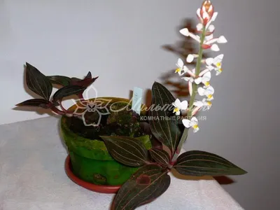 Орхидея лудизия фото фотографии