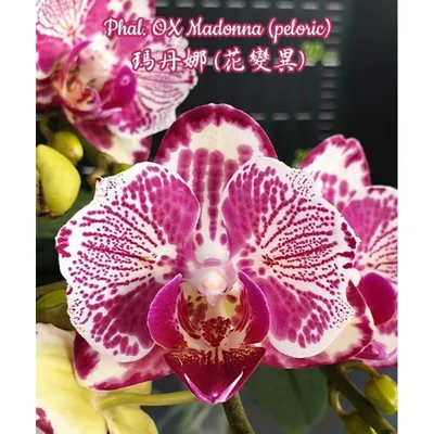 Орхидея Phal. OX Madonna бабочка - купить, доставка Украина