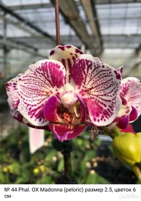 Орхидея фаленопсис Мадонна купить в Ярославле | Товары для дома и дачи |  Авито