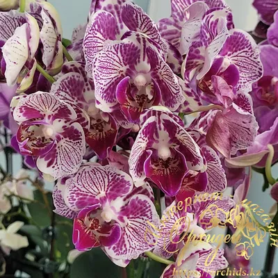 Phal. OX Madonna (peloric) / Орхидеи