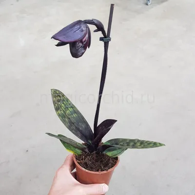 Paph. Sсhwarze Madonnaпафиопелиллум Шварц Мадонна купить в Москве -  MAGICORCHID