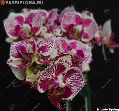 Phal. OX Madonna (peloric) | Passiflora.ru - Сервис коллективных заказов