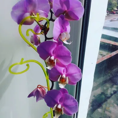 marina_housewife on Instagram: “Malibu Madonna \"Tokyo\" - название этого  сорта орхидеи Hilo Lip. #malibumadonnatokyo #orchids #orhid #orchidées  #орхидеиф… | Орхидеи