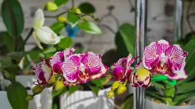 Первые цветуньи осени Орхидея Мадонна и любимый белый пелор - YouTube