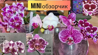 P.Lady Spring 1.7 | Passiflora.ru - Сервис коллективных заказов