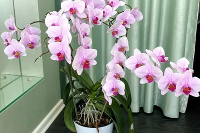 Orchids_Helen on Instagram: \"Мои беленькие Орхидеи 🤗. А вы любите свои  белые, у вас их много или мало? Хочу ещё несколько белоснежных, поделитесь  пожалуйста названиями красивых Белых Орхидей . Буду благодарна🤗! Очень
