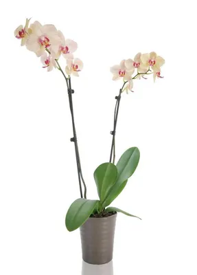 Phalaenopsis Malibu Madonna, - Phalaenopsis Sleeping Giant × Phalaenopsis  Coeur Blanc | Orchidea