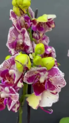 ᐉ Купить композиция \"мадонна\" из гортензии, лизиантусов и орхидей в Актау с  доставкой | Интернет-магазин AktauZakazBuketov