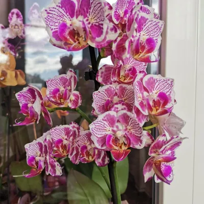 Чудесные Орхидеи | фаленопсис бабочка Madonna | Дзен
