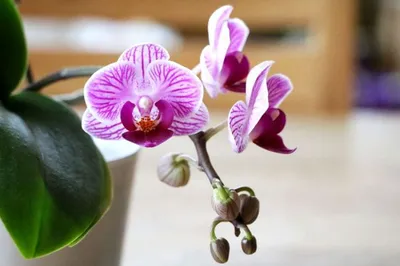 Орхидея фаленопсис Ох Мадонна бабочка купить в Рязани | Товары для дома и  дачи | Авито