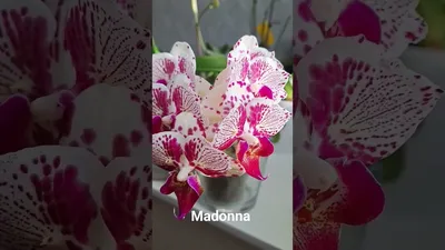 Молода Неквітуча Орхідея Ox Madonna P Фаленопсис Підліток Посадка Мох Мікі  Азія — Купить на BIGL.UA ᐉ Удобная Доставка (1914490690)