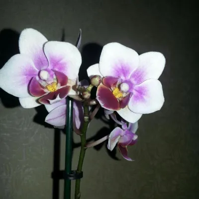 Орхидея бабочка мадонна 1 цв – купить в Москве, цена 4 000 руб., дата  размещения: 03.12.2023 – Растения и семена