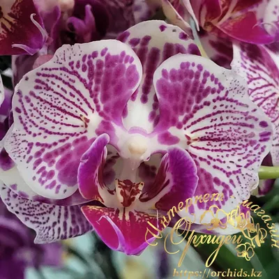 Орхидея мадонна фото фотографии