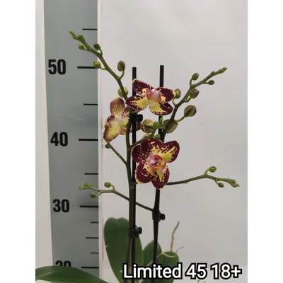 Орхидея мадонна – купить в Смоленске, цена 350 руб., продано 18 октября  2017 – Растения и семена