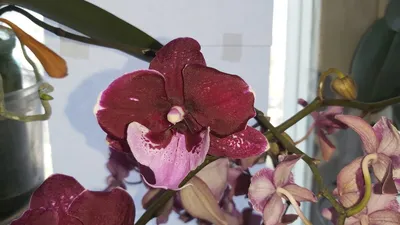 Купить картину: Любовь Фонарева - Орхидея, Москва | Артхив