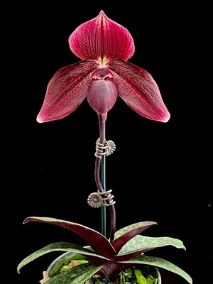 Орхидея Phal. Hybrid №2 - купить, доставка Украина