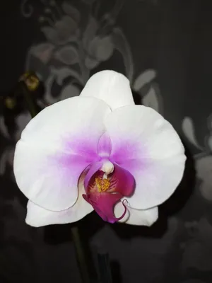 Paph. Schwartz Madonna x (niveum x wenshanense) | Орхидеи