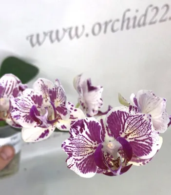 Орхидея Phalaenopsis OX Madonna, peloric