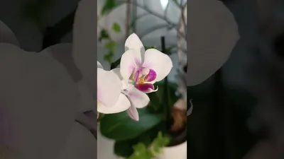 Сапорита орхидея - 75 фото