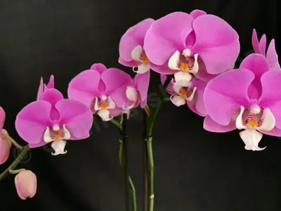 Orchids_Helen on Instagram: \"Привет, меня зовут Елена и я фанат белых  Орхидей 🤗! Покупала, покупаю и буду покупать А вы по каким орхидеям  сходите с ума? Белых у меня треть коллекции🤗 -