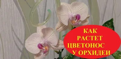 Орхидея свити - 73 фото
