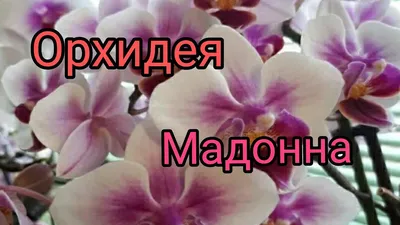 Орхидеи фаленопсис с названиями | Ирина Давтян | Дзен