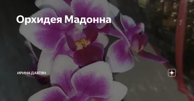 Милое создание🌸🌸🌸 Lovely creature 💕 Phal. Madonna - YouTube