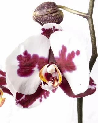 Картина по номерам Нежная орхидея, Raskraski, GX39988 - описание, отзывы,  продажа | CultMall