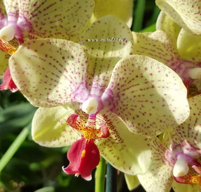 Орхидея майя фото фотографии