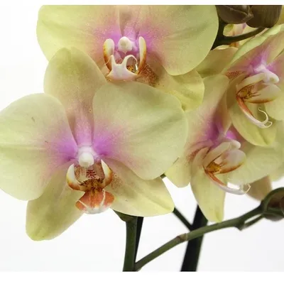 Орхидея мальмо фото фотографии