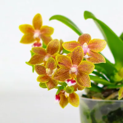Орхидея мастерпис фото фотографии