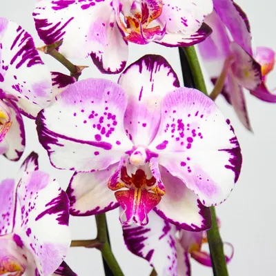 Орхидея мэджик арт фото фотографии