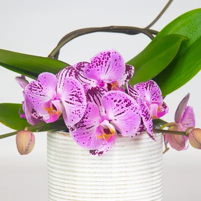 Орхидея мелодия фото