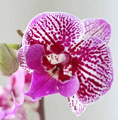 ОРХИДЕИ на любой вкус по 495р. в КАСТОРАМА Мелодия Melody Orchids ORCHID  орхидея ОРЕНБУРГ Обзор - YouTube