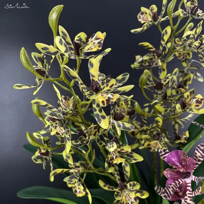 Белая орхидея фаленопси макрос цветок пятьдесят мегапикселей семья  орхидовые Стоковое Изображение - изображение насчитывающей внимательность,  украшение: 156536503