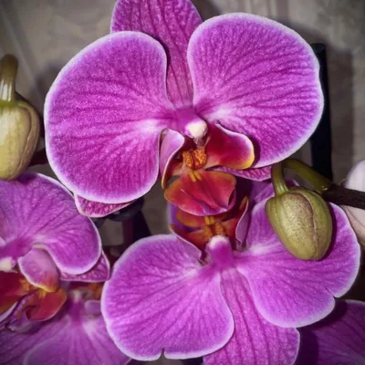 Орхидея Фаленопсис Мелодия в подарочной коробке купить