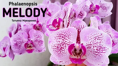 Орхидея Фаленопсис Мелодия в подарочной коробке купить