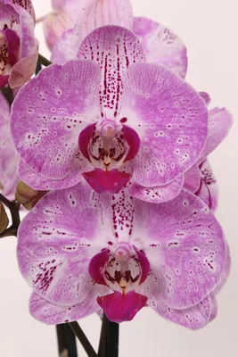 Орхидея Passionata – купить в Москве, цена 1 200 руб., продано 15 февраля  2021 – Растения и семена