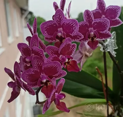 Купить орхидею Фаленопсис Мелоди (Melody) с доставкой по Украине.