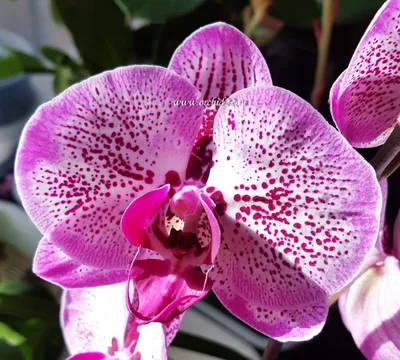 Орхидея МЕЛОДИЯ Phalaenopsis MELODY цветение орхидеи orchid orchids цветет  - YouTube
