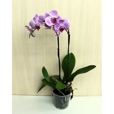 Купить орхидеи в Екатеринбурге недорого, заказать букет с орхидеями с  доставкой | Flowers Valley