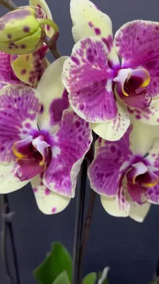 Букет из орхидеи и фрезии» с орхидеями, фрезиями и лизиантусами - купить в  Нальчике за 8 590 руб