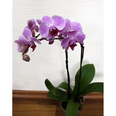 Букет \"Волшебные орхидеи\" купить с доставкой в Томске