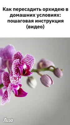 Чудесные Орхидеи | фаленопсис Exotic Punsh | Дзен