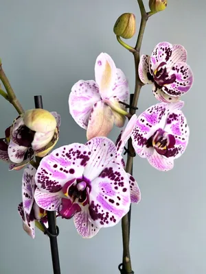 Орхидея мелодия цветочный бесшовный дизайн | Премиум Фото