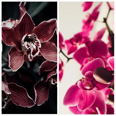 Композиция Расцвет красоты» с орхидеями, розами и лизиантусами - купить в  Тамбове за 10 030 руб