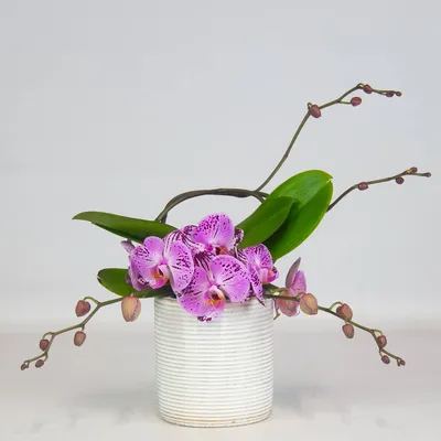 цветение ОРХИДЕИ МЕЛОДИЯ| Phal. MELODY orchid орхидея orchids - YouTube