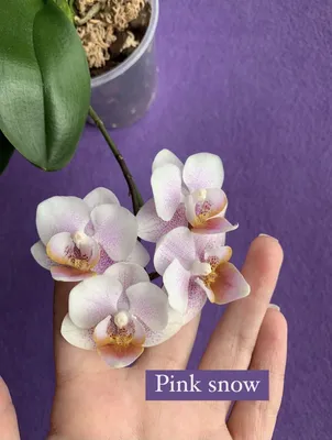 Орхидея мериклон фото фотографии